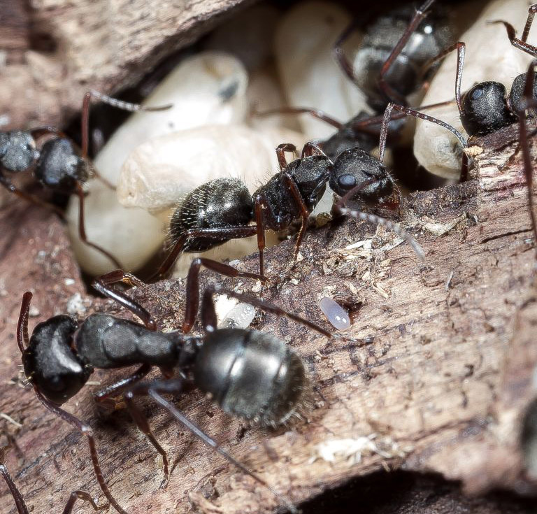 Camponotus planus workers tending a nest Photo: Henri Herrera, CDF.